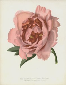 Der Lachsfarbene Moutan, Moutan Officinalis; Salmonea